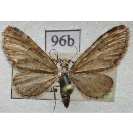 Eupithecia vulgata (Haworth, 1809) Czech96b